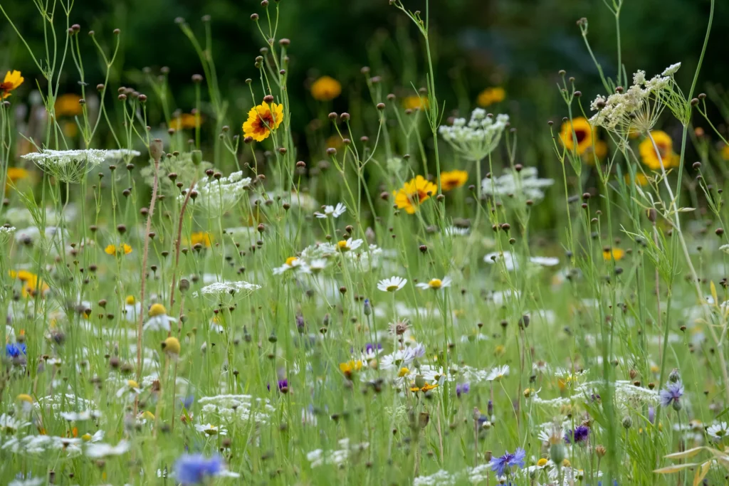 A meadow with cornflowers, daisies and other flowering plants.