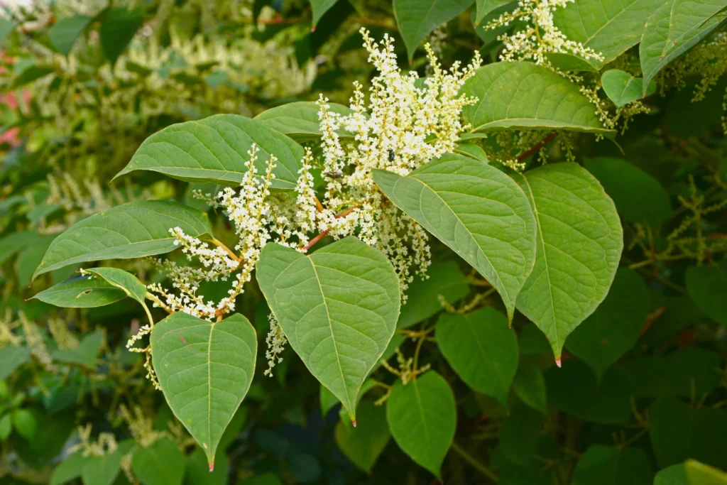 Japanese knotweed leaves and clusters of small white flowers.