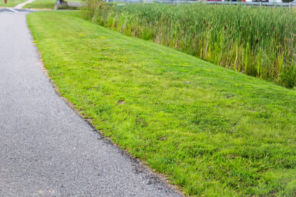 A planted drainage margin beside a path, with grass and reeds.